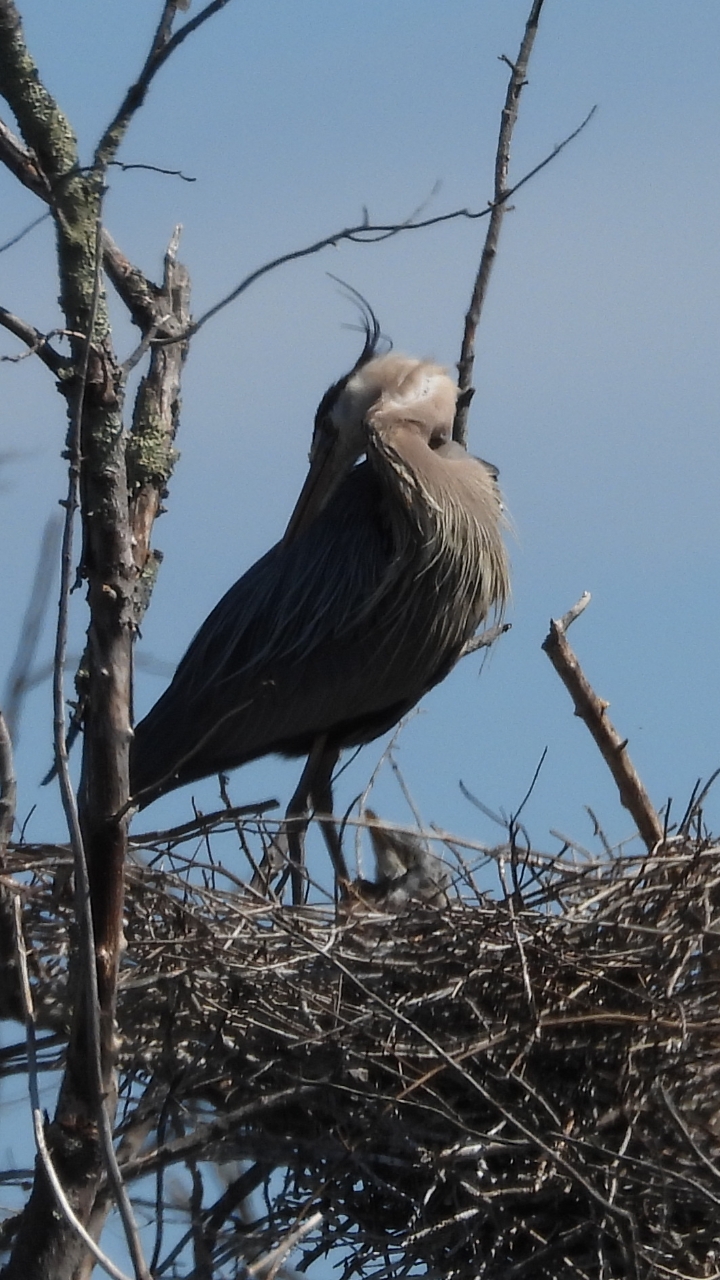 Great Blue Heron