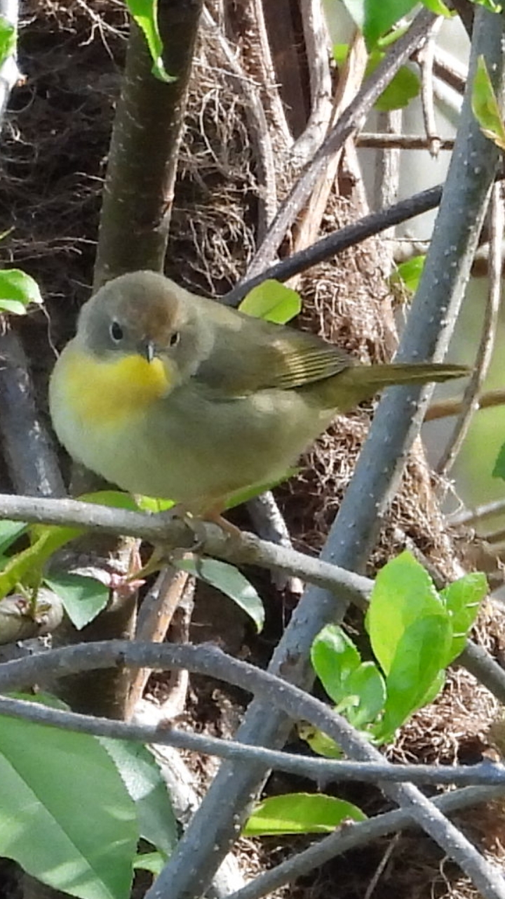 Common Yellowthroat