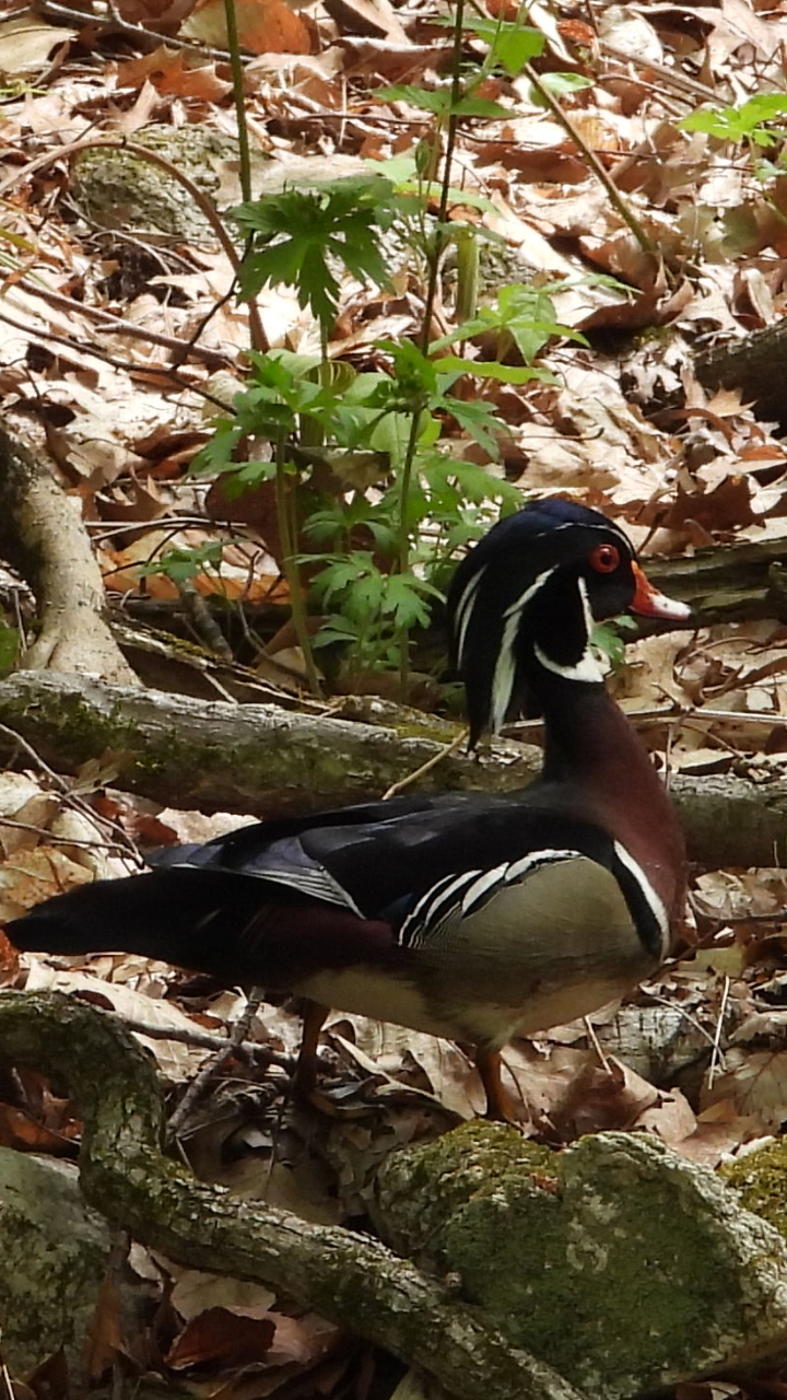 Wood Duck