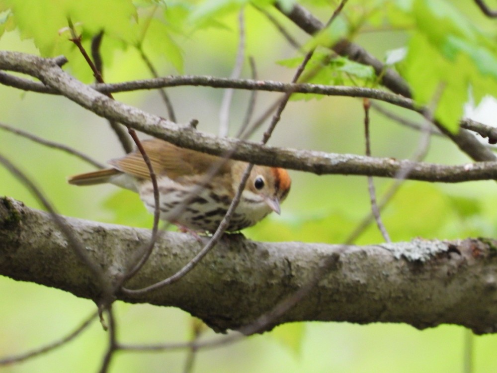 Ovenbird