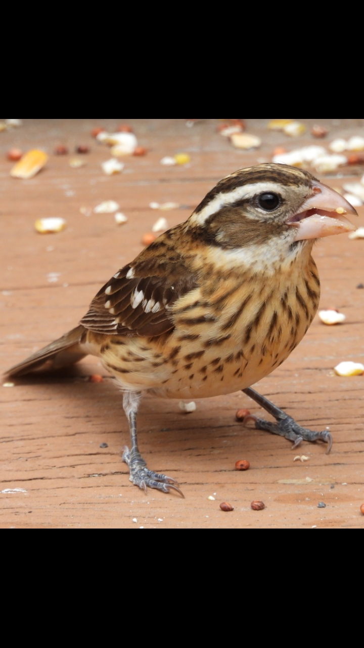 Rose-breasted Grosbeak