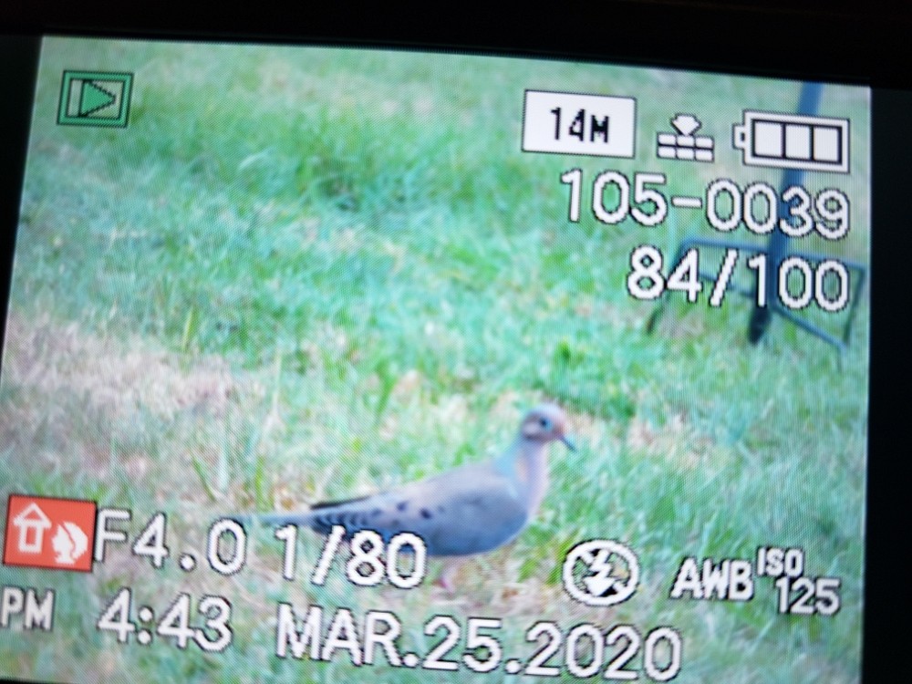 Mourning Dove