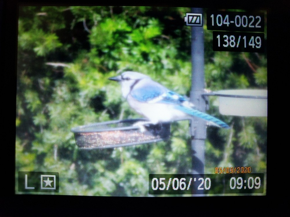 Blue Jay