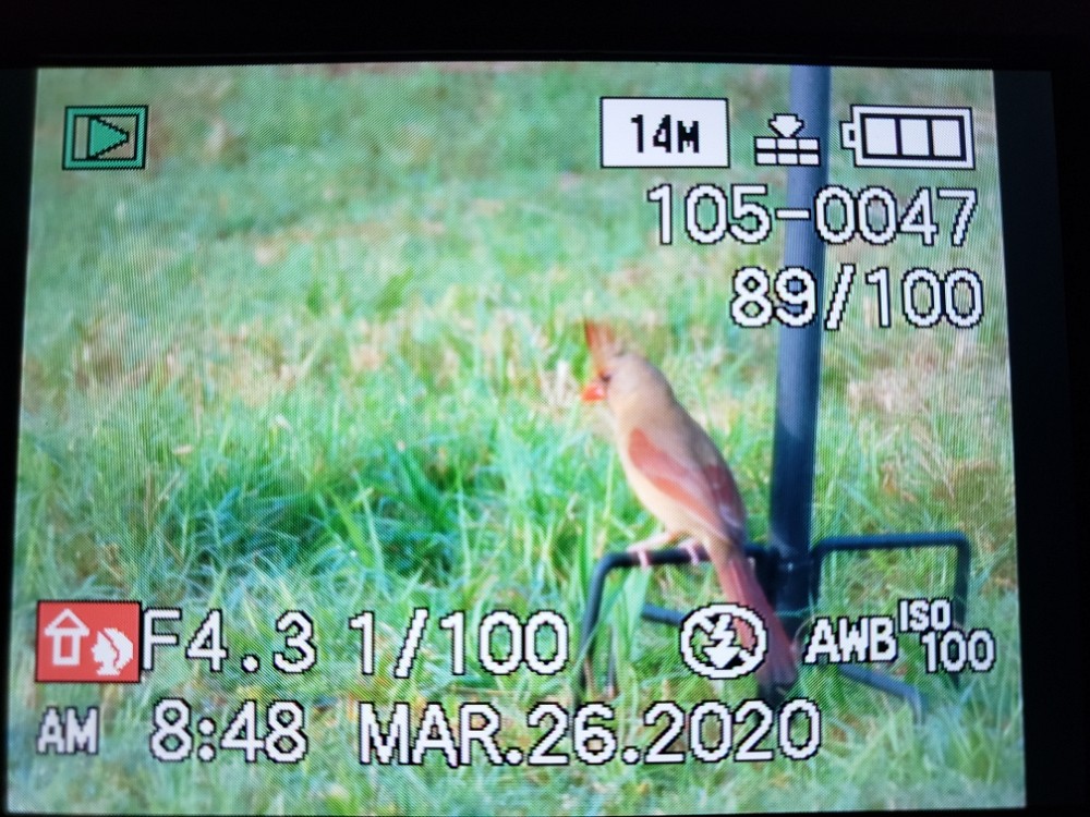 ショウジョウコウカンチョウ