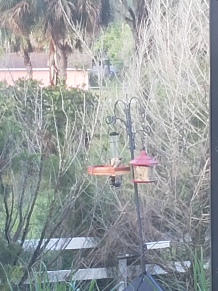 Red-bellied Woodpecker