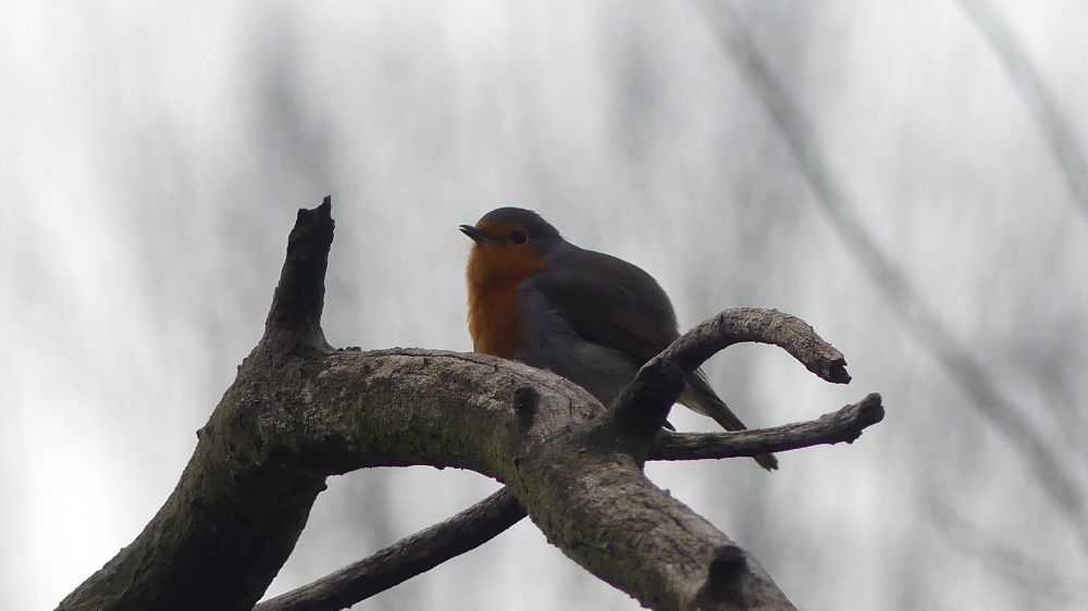 Rougegorge familier