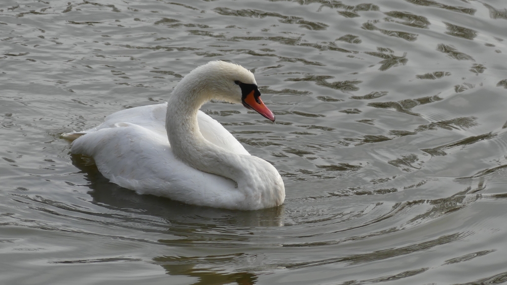 Höckerschwan