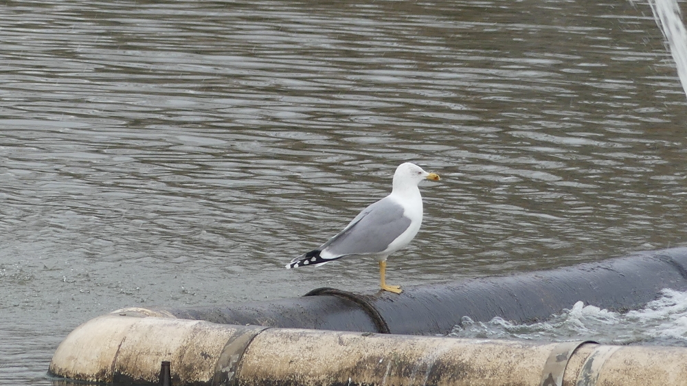 Gaivota-de-patas-amarelas