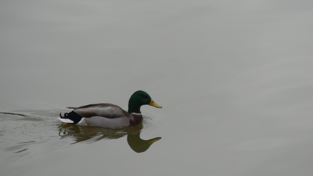 Canard colvert