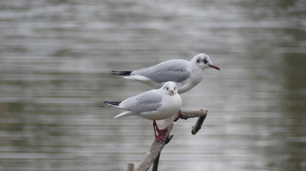 Gaviota reidora