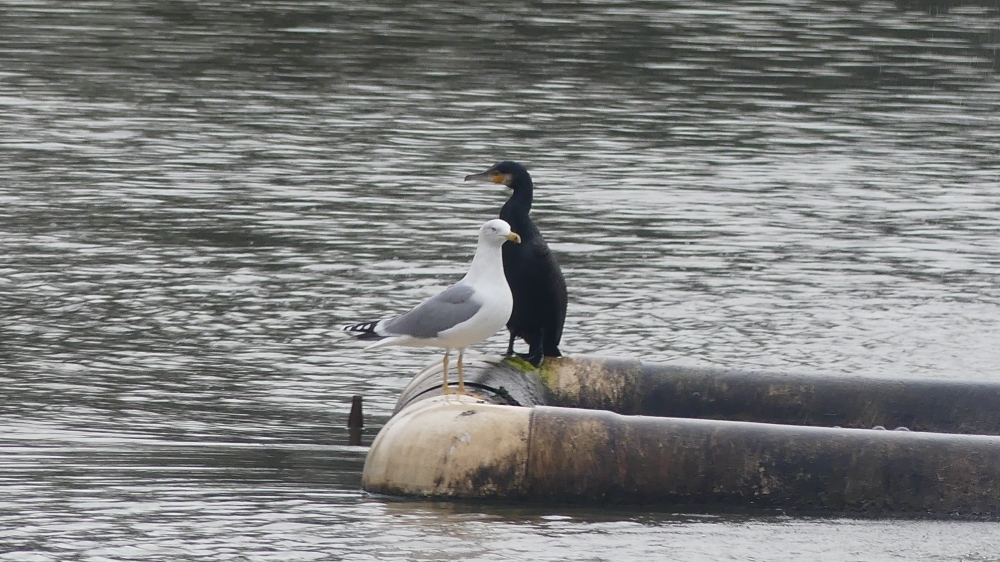 Great Cormorant