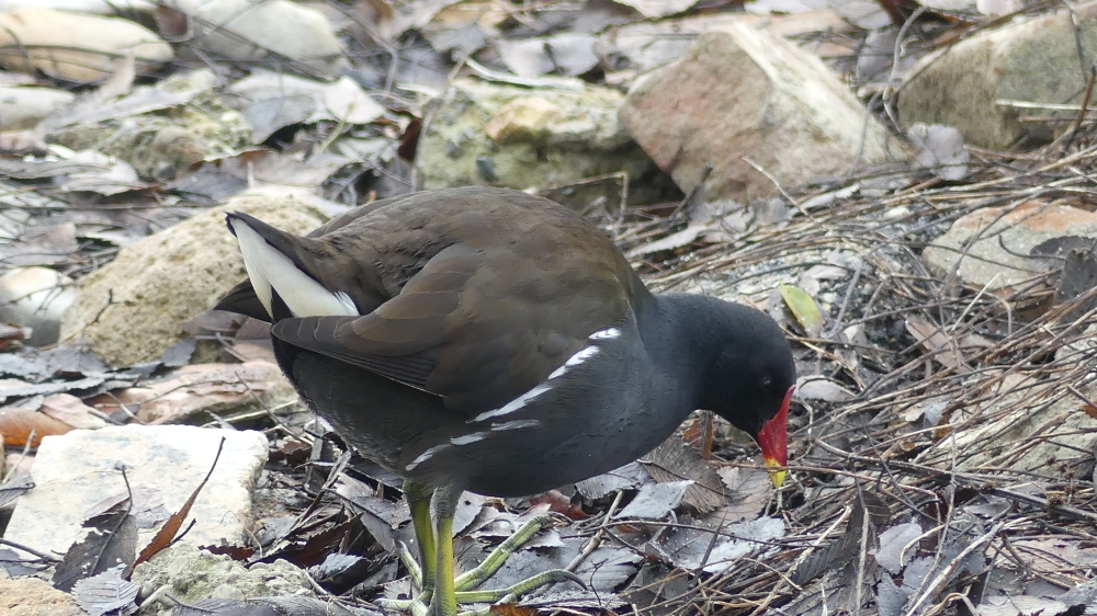 Gallinule poule-d