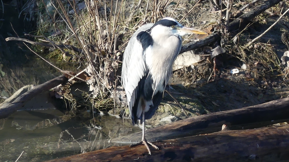 Gray Heron