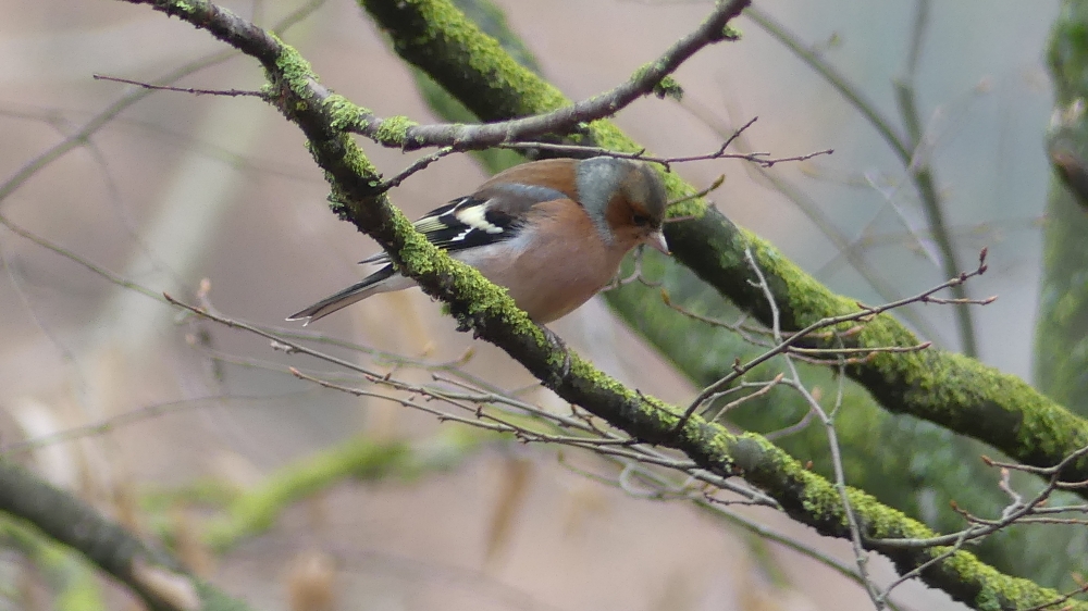 Pinson des arbres