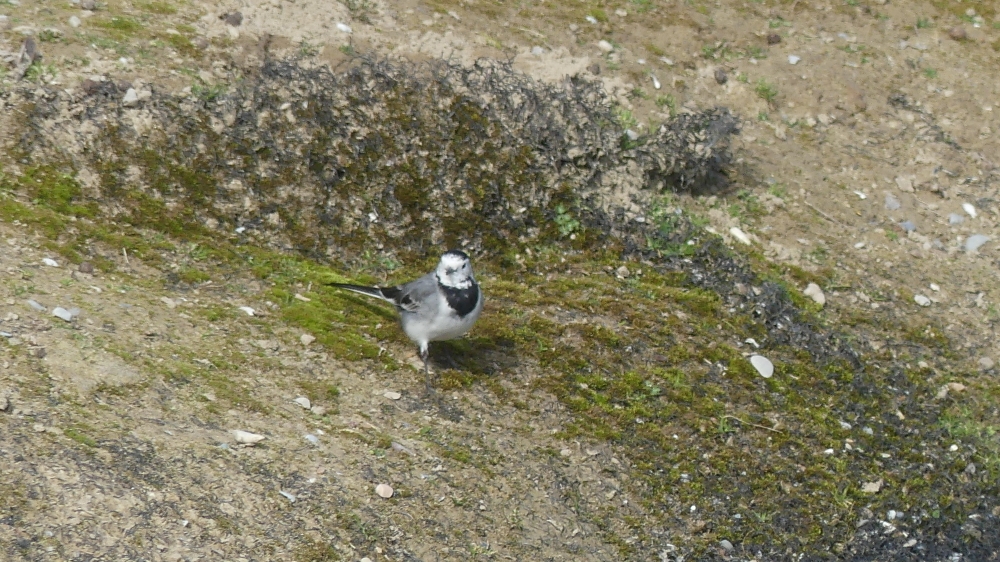 白鹡鸰