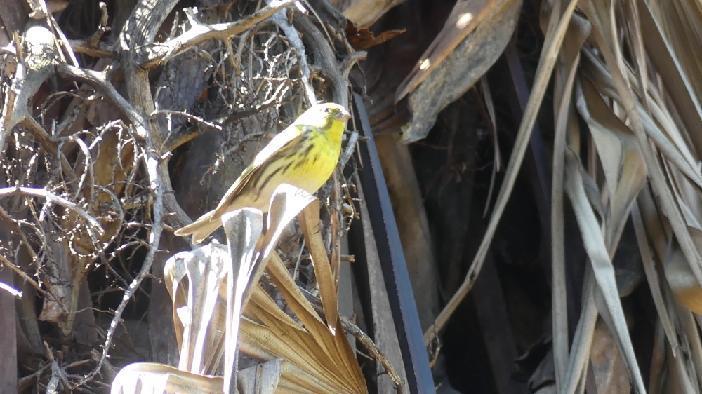 European Serin