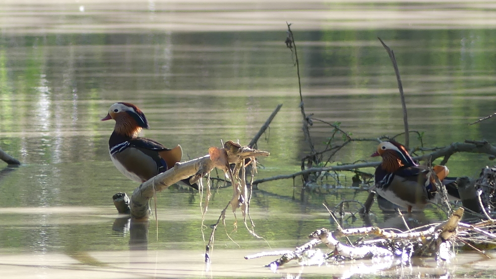 Mandarin Duck