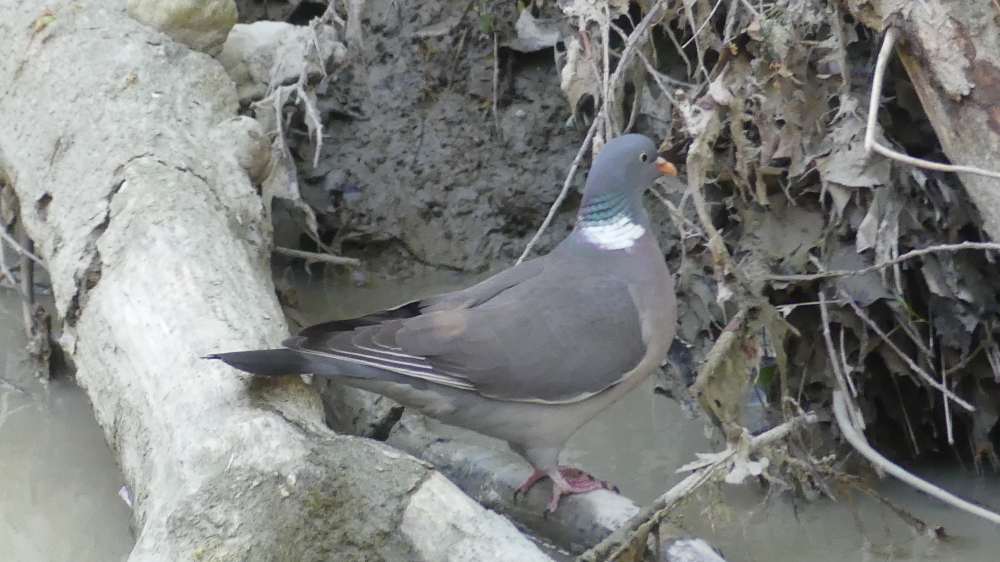 Common Wood-Pigeon