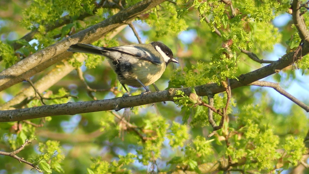 Great Tit