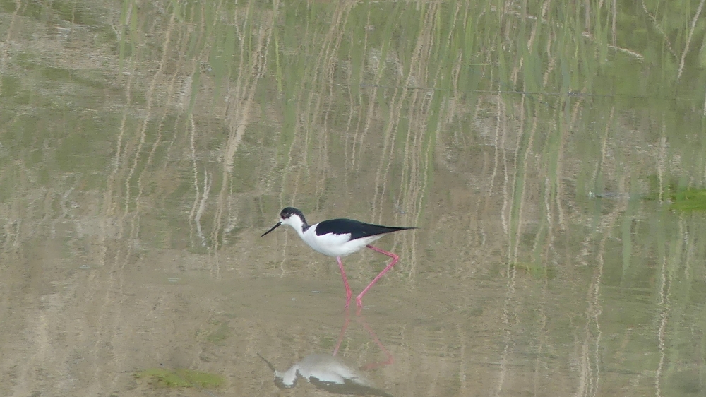 Black-winged Stilt