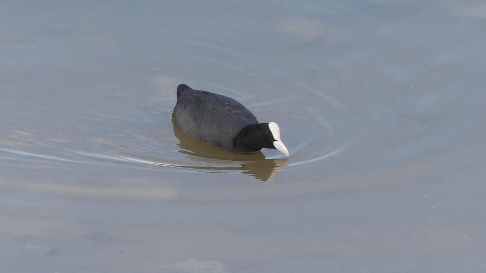 Eurasian Coot