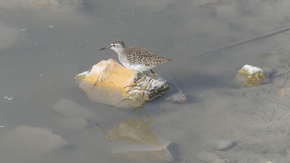 Bruchwasserläufer