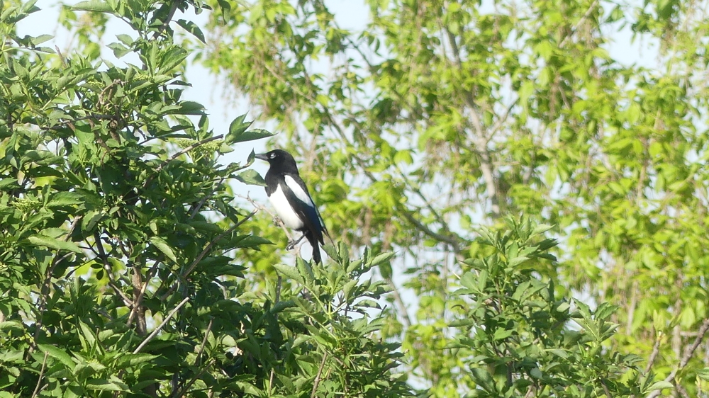 Eurasian Magpie