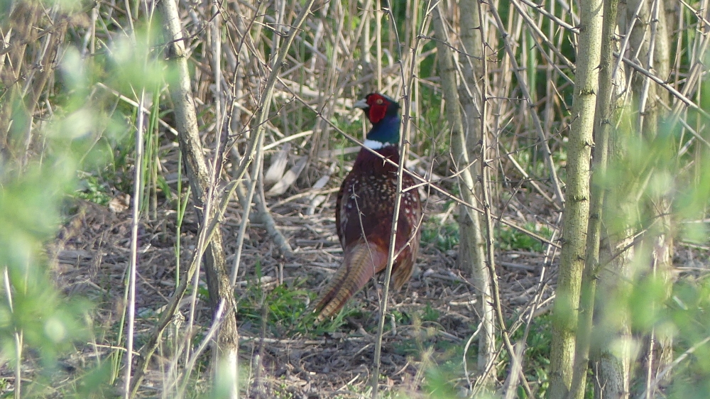 Ring-necked Pheasant