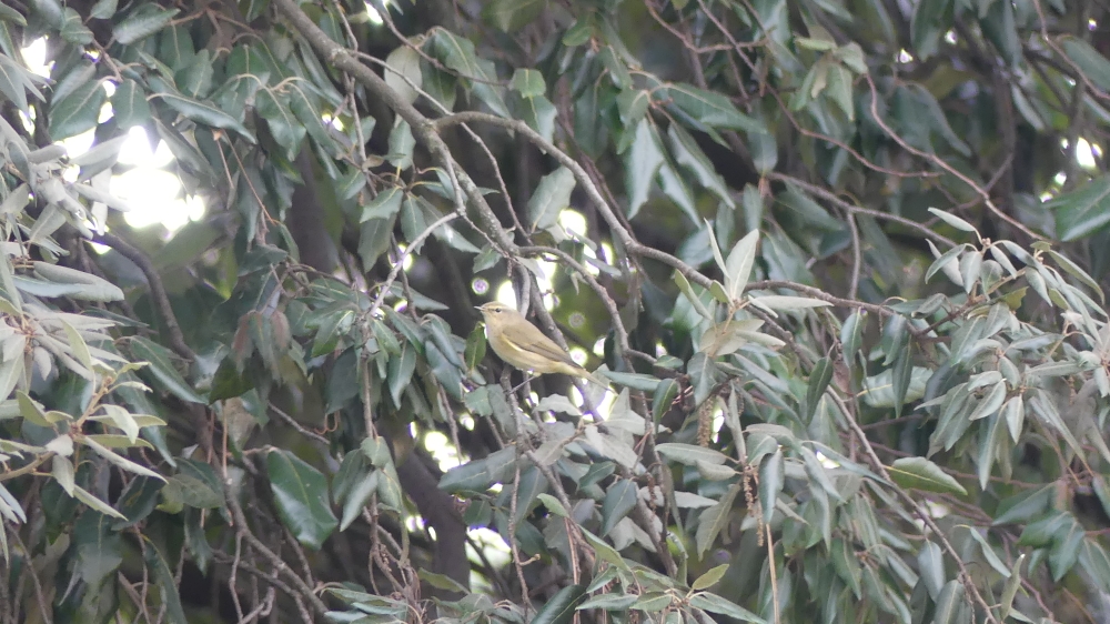 Common Chiffchaff