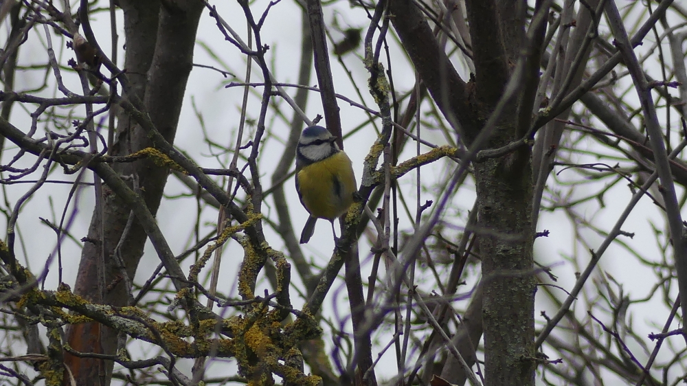 Mésange bleue