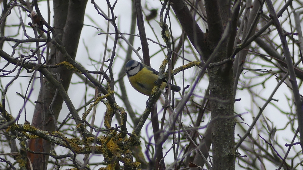 Mésange bleue