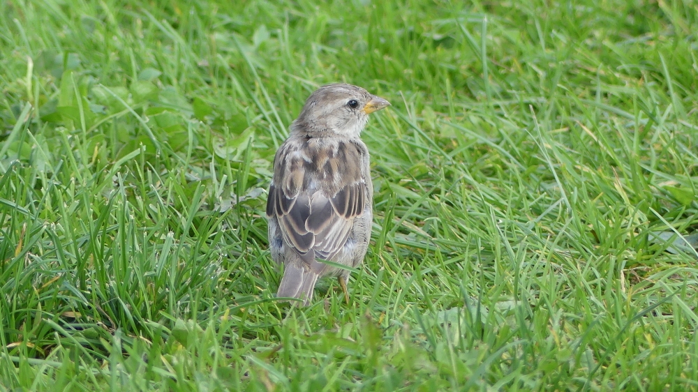 House Sparrow