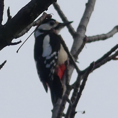 Great Spotted Woodpecker