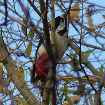 Great Spotted Woodpecker