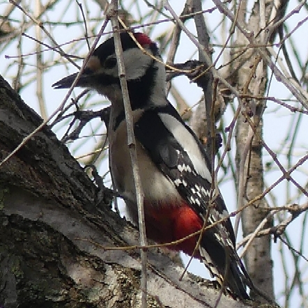 Great Spotted Woodpecker