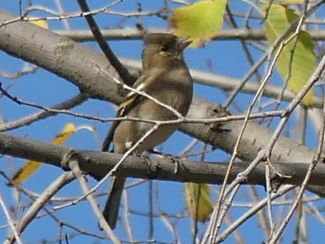 Pinzón Vulgar