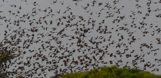 European Starling