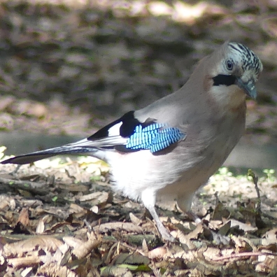 Eurasian Jay