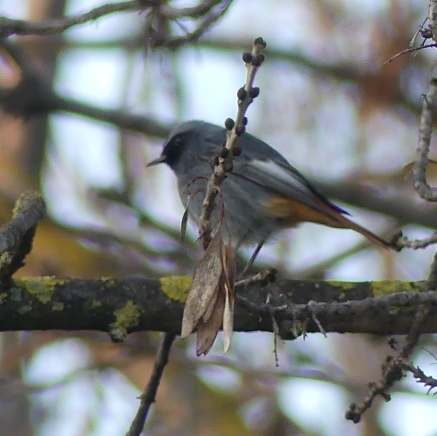 Black Redstart