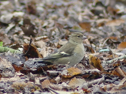 Common Chaffinch