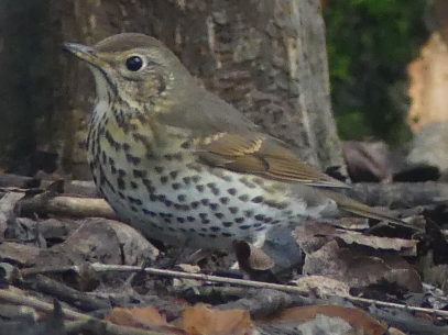 Song Thrush