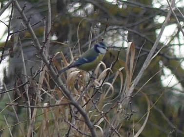 Mésange bleue