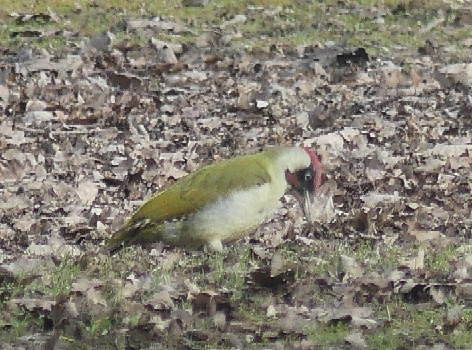 Green Woodpecker