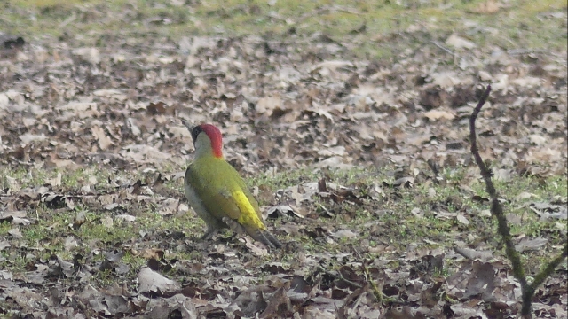 Green Woodpecker