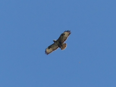 Common Buzzard