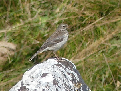 Pipit spioncelle