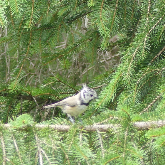 Mésange huppée