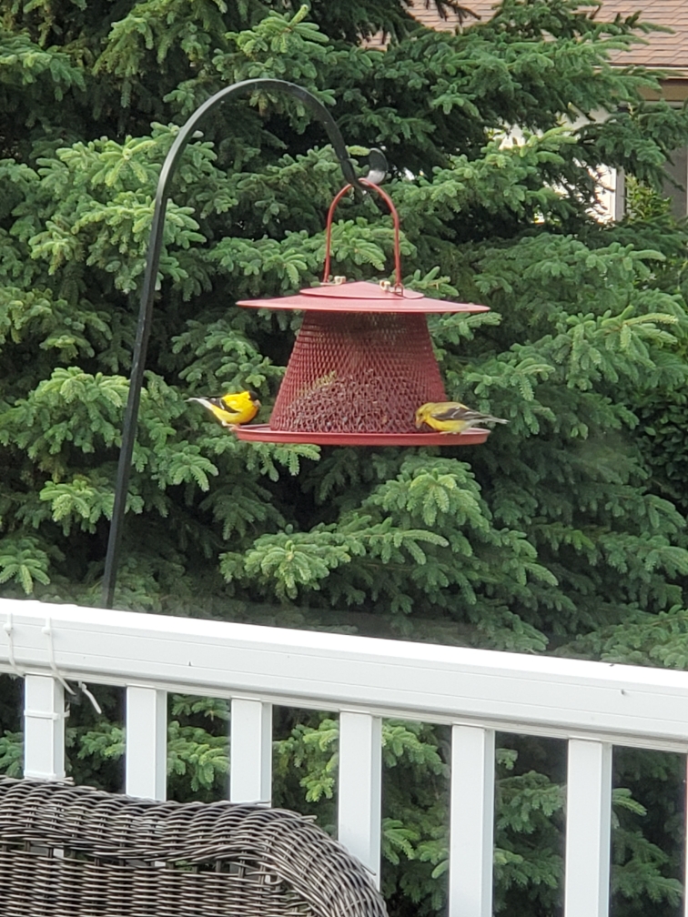 American Goldfinch