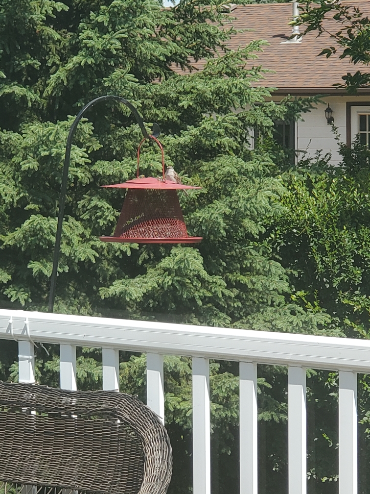 Chipping Sparrow