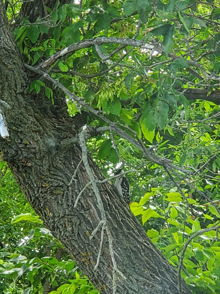 Hairy Woodpecker